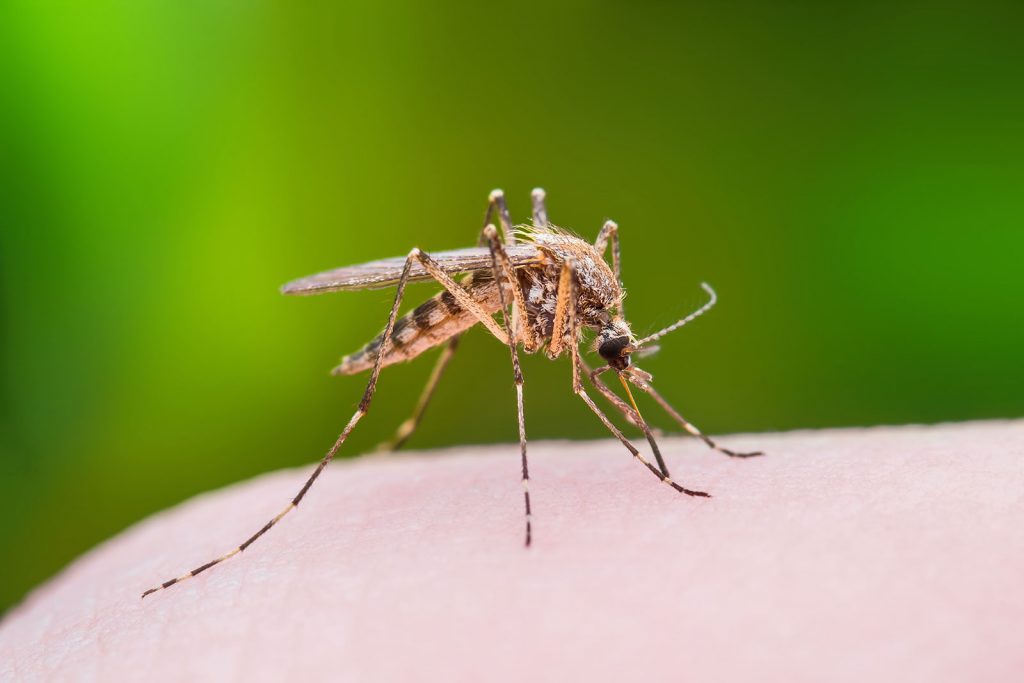Mosquito on a person's finger.