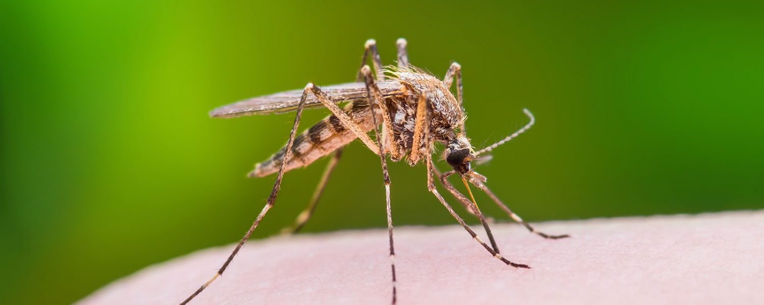 Mosquito on a person's finger.