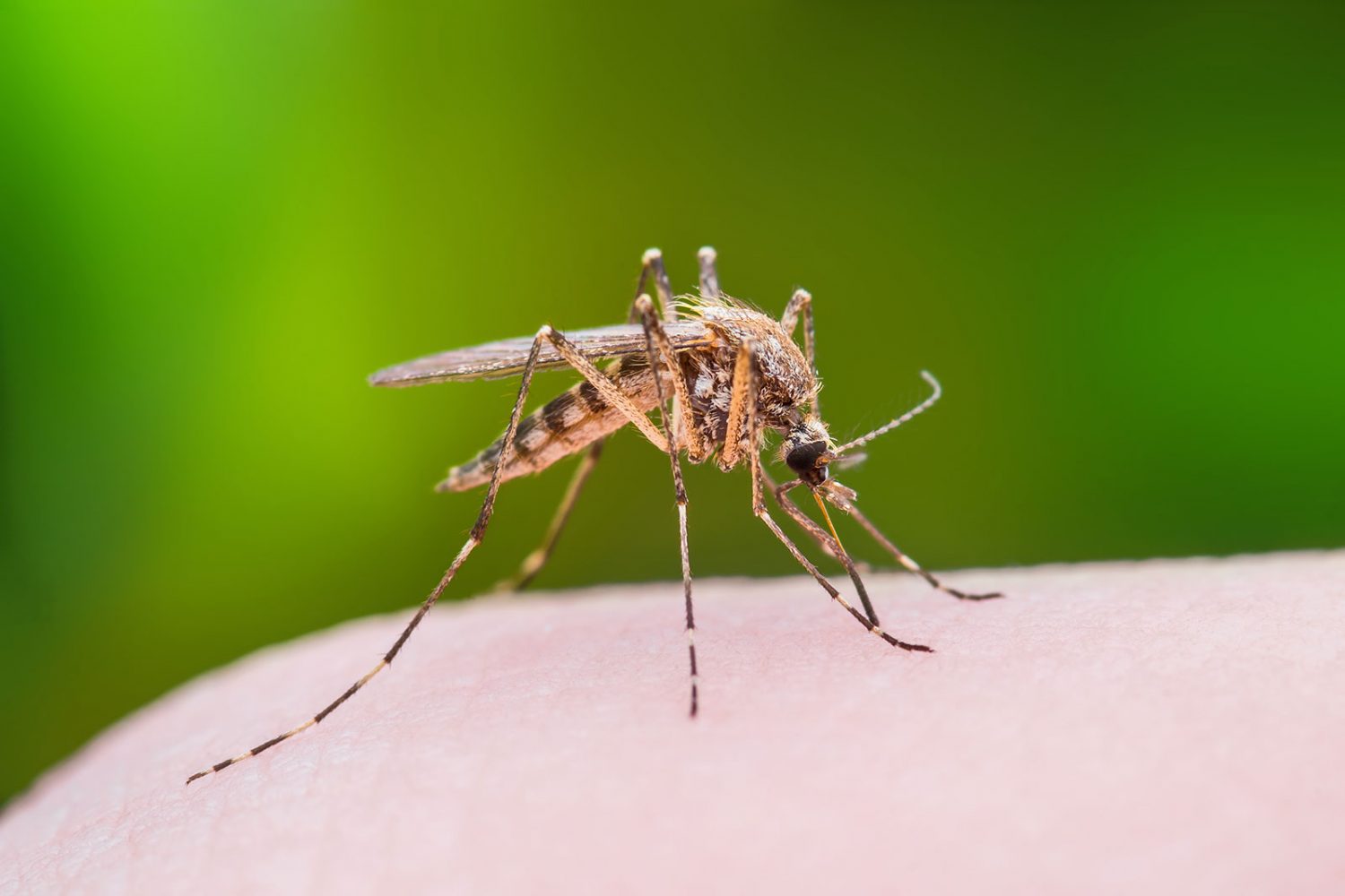 Mosquito on a person's arm