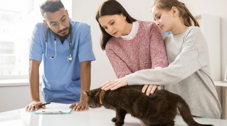 Vet and owners examine cat