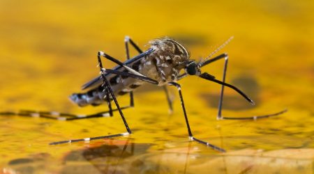 A mosquito on the surface of a pool of water.