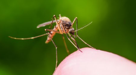 A mosquito feeding on someone's finger.