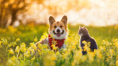 A dog and a cat in a field.
