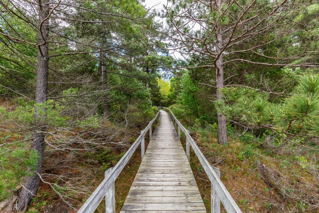 A wooden bridge going through a beautiful forest.