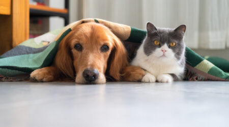 Golden retriever and British shorthair cat lying together under blanket.