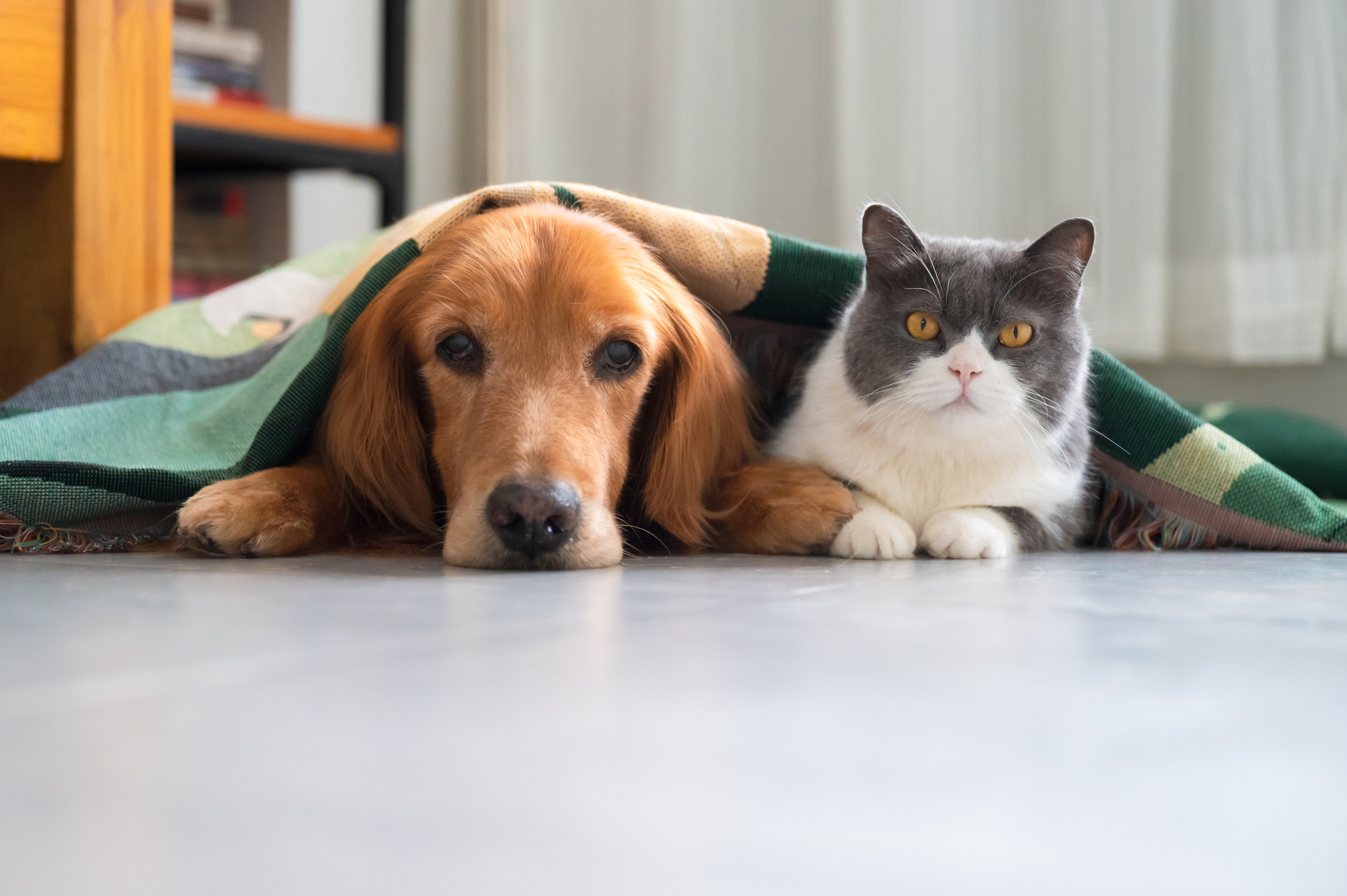 Golden retriever and British shorthair cat lying together under blanket.